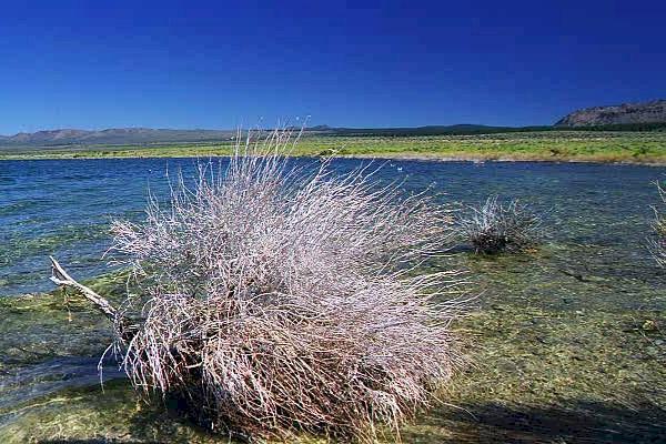 mono lake