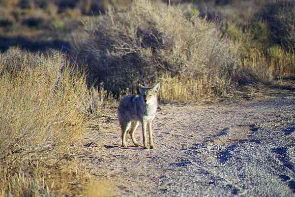 coyote