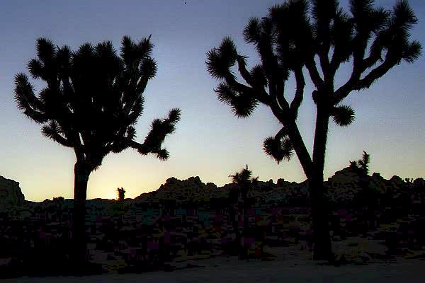 joshua tree